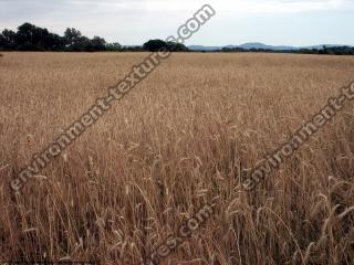 background summer field