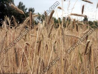 plant field