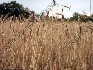 plant field