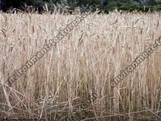 plant field