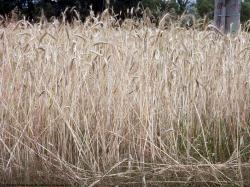 Photo Textures of Plants Fields