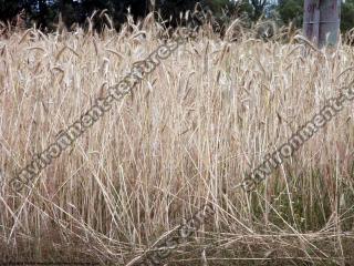 plant field