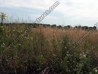 background nature summer