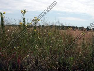 background nature summer