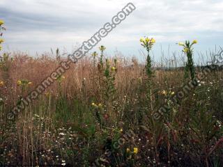 background nature summer