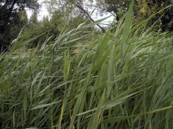 Photo Textures of Grass Tall