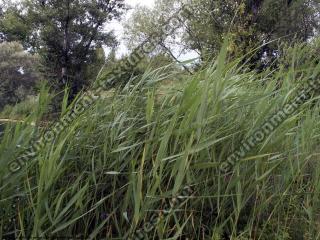 grass tall