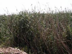 Photo Textures of Grass Tall