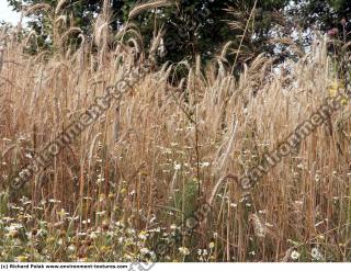 plant field