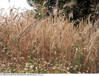 plant field