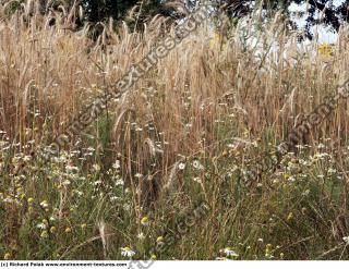 plant field