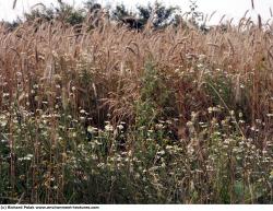 Plant Fields