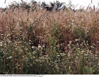 plant field