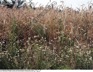 plant field