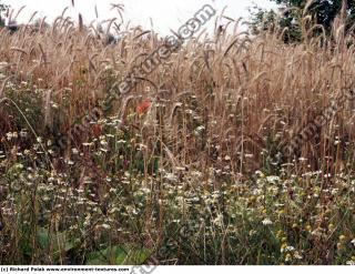 plant field