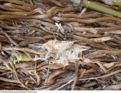 Photo Textures of Grass Dead