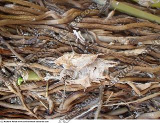 Photo Textures of Grass Dead