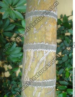 tree bark