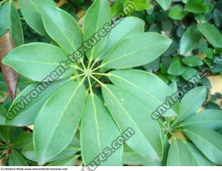 leaves