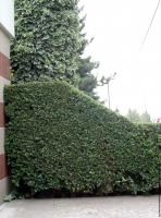 hedge