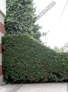 hedge