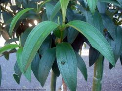 Photo Textures of Plants