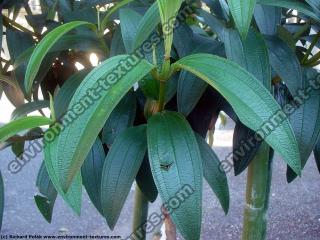 Photo Textures of Plants