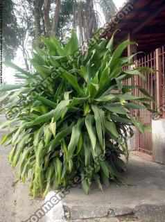 exotic plant