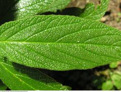 Photo Texture of Leaves