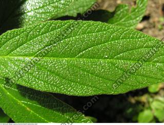 Photo Texture of Leaves