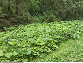 burdock