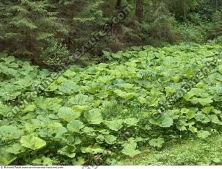 burdock