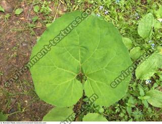 burdock