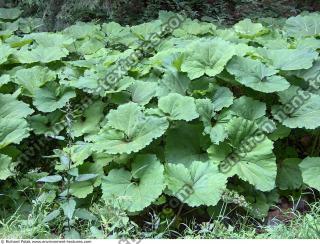 burdock