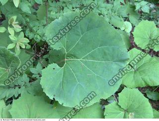 burdock