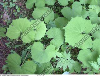 burdock