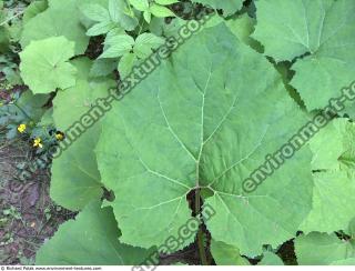 burdock