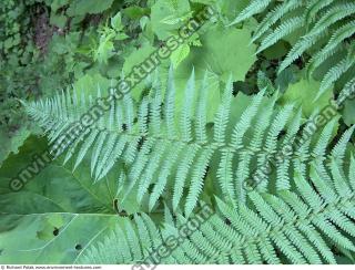 Fern