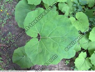 burdock