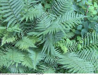 Fern