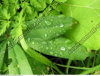 drops on leaves