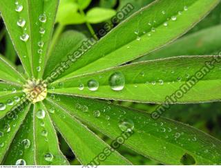 drops on leaves