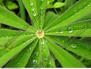 drops on leaves