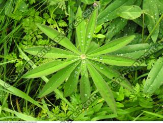 drops on leaves