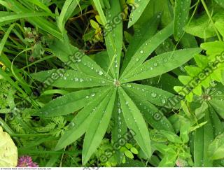 drops on leaves