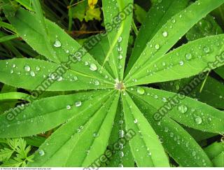 drops on leaves