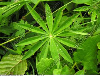 drops on leaves