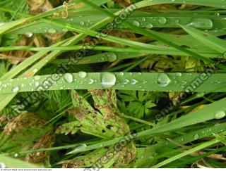 drops on leaves