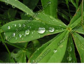 drops on leaves