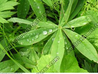 drops on leaves